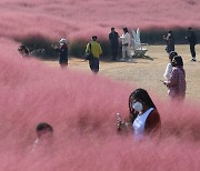 핑크뮬리로 뒤덮인 동산