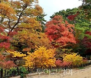 궁궐·왕릉에서 아름다운 가을 단풍 즐겨요!