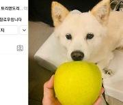 '개 사과 사진' 논란에 윤석열 SNS 토리스타그램 비공개 전환
