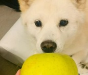 "Apologies Are for Dogs?" Yoon Seok-youl's "Apple" Posts on Instagram Stir Controversy