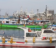 명태·도루묵 '실종사건'.. 수온상승에 어획량 변화 심화