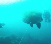 [영상] "낚싯줄에 걸려 그만"..제주 앞바다서 익사한 거북이
