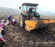 전북농협, 수삼 직거래장터 개설.."가격 폭락 농가 돕기위해"