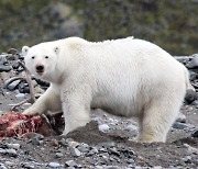 순록 사냥하는 북극곰 영상으로 첫 포착