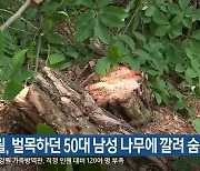 영월, 벌목하던 50대 남성 나무에 깔려 숨져