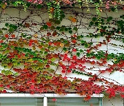 [포토친구] 아름답게 물드는 가을