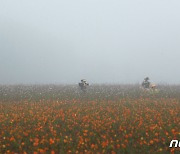 [오늘의 날씨]부산·경남(24일, 일)..짙은 안개 주의