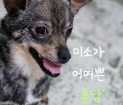[펫카드] 높은 선반 위가 유일한 안식처인 강아지 '훈남'
