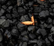 석탄 더 캐는 나라들..돈 앞에 힘 못쓴 '탄소제로'