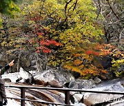 설악산 단풍 구경