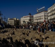 Spain Sheep Crossing