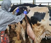 강원도 젖소 농가 41곳, '소 결핵병 음성(-)' 인증