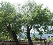 정선 봉양리 뽕나무, 천연기념물로 지정된다