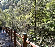 정선 항골계곡에 '생태탐방로' 조성..7.7km 규모