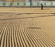 [포토] 주차장에 깔린 '황금 카펫'