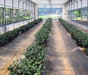 전남농기원, 차나무 냉해 예방 시스템 개발