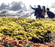 꽃단장 마친 '함평', 가을 국향대전 개최