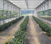 차나무 저온피해 막는다..전남농기원, 시설재배 스마트팜 개발