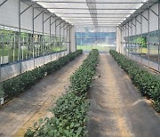 차나무 저온피해 막는다..전남농기원, 시설재배 스마트팜 개발