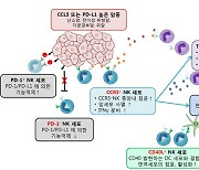 항암 효능 증가된 면역세포치료제 개발