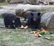 불법사육농장서 구출된 새끼 반달곰 2마리, 청주동물원서 새 삶