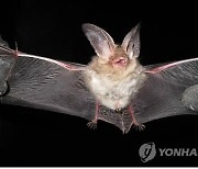 영동 매천리 동굴서 '멸종위기 2급' 토끼박쥐 서식 확인
