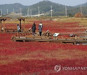 갯벌에 펼쳐진 단풍빛