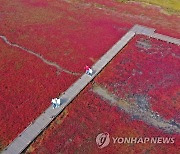 가을맞아 붉게 물든 갯벌