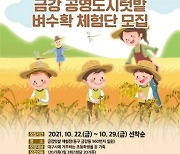 대구시 금강동, 공영도시텃밭 '벼 수확 체험' 참가자 모집