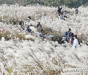 가을도, 억새도 절정