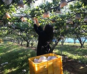 "울퉁불퉁해도 맛은 최고"..나주시, '추황배' 본격 출하