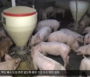 [여기는 안동] 아프리카 돼지열병 방역 '비상'