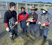 경북도, 울진 왕피천에서 연어 '첫 포획'..3년만에 회귀