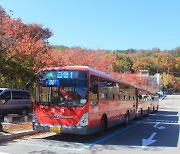 "팔공산 단풍구경 시내버스 타고 가세요"