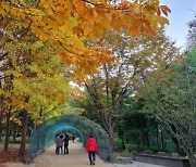 [포토뉴스]만추의 계절, 가을이 깊어가고 있다