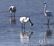 강진만 찾은 노랑부리저어새 사냥