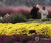 '가을꽃길 산책' 화순 국화동산