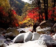 울긋불긋 북한 묘향산의 단풍
