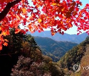 울긋불긋 북한 묘향산의 단풍