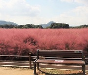 [포토친구] 핑크뮬리