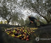 FRANCE AGRICULTURE OLIVE HARVEST