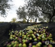 FRANCE AGRICULTURE OLIVE HARVEST