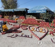 TUNISIA AGRICULTURE POMEGRANATE HARVEST