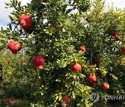 TUNISIA AGRICULTURE POMEGRANATE HARVEST