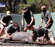 [이슈톡] 무게 350kg 혈기 왕성 악어..짝짓기 집착에 독방행