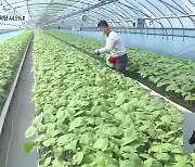 깻잎 수경재배 기술 개발..수확량 44.5% 급증