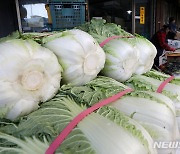 김장철 앞두고 배추 생산량 감소