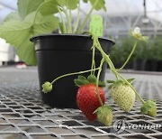 Genetically-Modified Strawberries