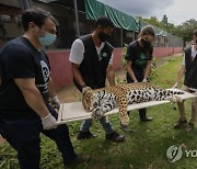 Brazil Jaguar Breeding