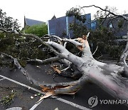 강풍으로 쓰러진 호주 멜버른 가로수